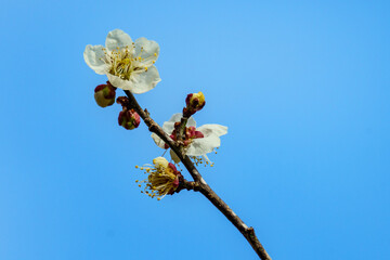 早春を告げる梅の花