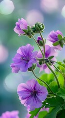 Fototapeta premium purple geranium flowers on a blurred background with bokeh. AI.
