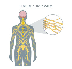Structure of the central nervous system