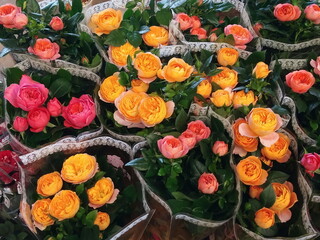 Top view many rose flowers packing in plastic.