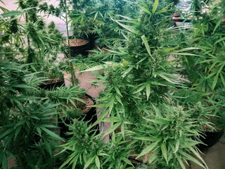 Cannabis green leaves texture background, the flowering plants in the family Cannabaceae.
