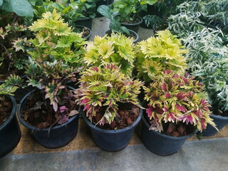 Coleus plant mixed colors on leaves planting in flower pots.