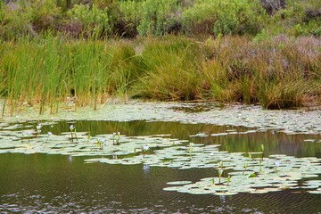 exotic nature in africa
