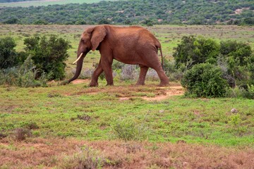 animals on safari