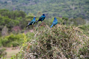 exotic nature in africa