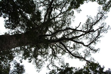 exotic nature in africa