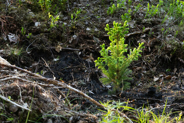 Freshly planted Norway spruce sapling on an Estonian woodland, Northern Europe