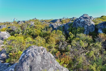 exotic nature in africa