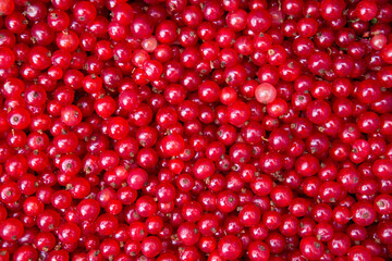 Texture of ripe red currant berries close up.