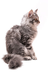 Cat Mainecoon Grey