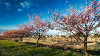 満開の河津桜です。春日部市の旧倉松第二調整池(幸松川)です