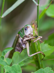 Meadow grasshopper on the plants close up.