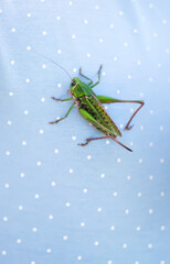Meadow grasshopper on the cotton fabric close up.
