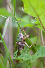 Meadow grasshopper on the plants close up.
