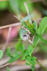 Meadow grasshopper on the plants close up.