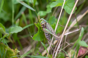 Meadow grasshopper on the plants close up.