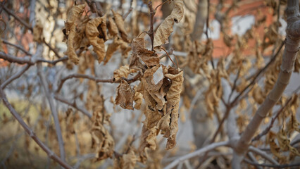 Close-up of withered leaves clinging to bare branches against a blurred urban background in murcia, spain.