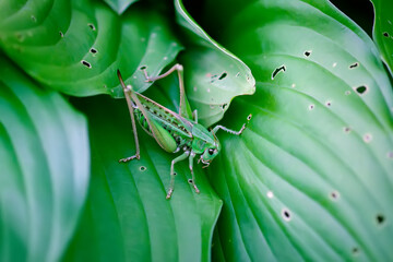 Meadow grasshopper on the plants close up.