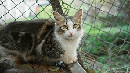 Tabby cat with striking yellow eyes sits outside by a wire fence, evoking a serene outdoor urban setting.