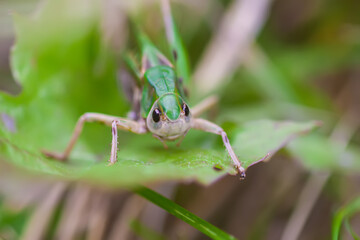 Meadow grasshopper on the plants close up.