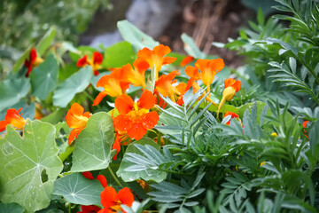 Orange nasturtium flowers. Edible plants. 