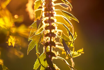 Motherwort medical plant in sunset light.