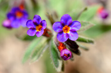 Alkanna, Boraginaceae, blue-flowered endemic plant in Turkey.