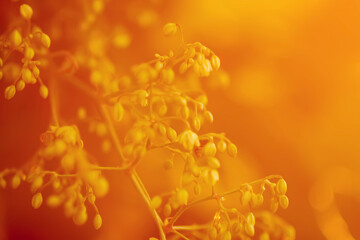 Hop plant in sunset light. Golen hour on evening.