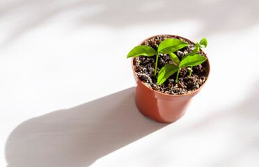 House plants in pot. Home decor.