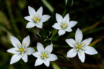 Ornithogalum umbellatum also known as the garden star ofBethlehem, grass lily a perennial bulbous flowering plant.