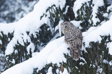 A bird of prey, Ural owl perched on a snowy branch on a winter day in Estonia, Northern Europe	