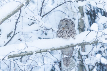 A bird of prey, Ural owl perched on a snowy branch on a winter day in Estonia, Northern Europe	