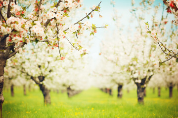 spring blossoms on fruit trees in an orchard