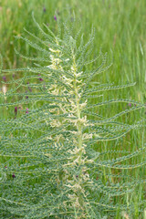 Astragalus pisidicus. Also called milk vetch, goat's-thorn or vine-like. Spring green background....