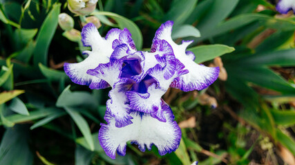 Iris flower close up top view. White and purple iris flower. The background. 