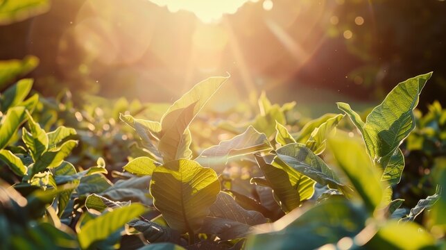 Sunlit scene overlooking the tobacco plantation, bright rich color, professional nature photo