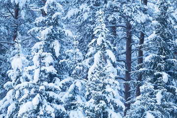Ural owl perched in a snowy environment on a winter day in Estonia, Northern Europe	