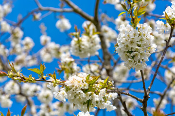 Cherry flowers isolated on blur sky background.