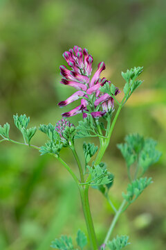 Purple flowering plant in nature. Fumaria officinalis, commonly called fumitory, medicine fumitory or earth smoke, is a herbaceous annual flowering plant, 