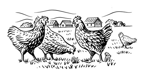 Chicken with countryside landscape. Farm sketch