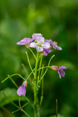 Cuckoo Flower or Ladies' Apron - Cardamine pratensis. Pink-white wildflowers in nature.
