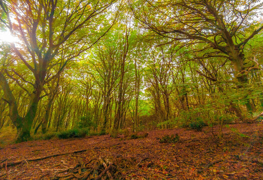 Tuscia (Italy) - The touristic area in province of Viterbo and Rome, with ancient village on the hill, ruins, forest and badlands, in the Lazio region. Here the forest named Faggeta of Oriolo Romano
