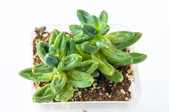 Pachyphytum compactum plant succulent in pot. Green little flower on white background