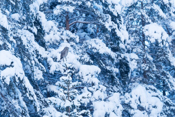 Ural owl perched on a snowy Spruce tree on a winter day in Estonia, Northern Europe	