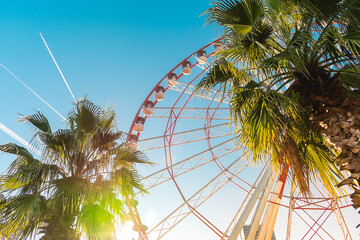 Fototapeta na wymiar View of the Ferris wheel attraction against a background of blue sky between palm trees. Ferris wheel in the Georgian city of Batumi.