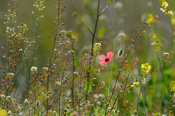Solitary, pink-coloured poppy flower among the plants in spring.