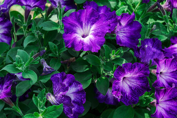 Large dark purple petunia