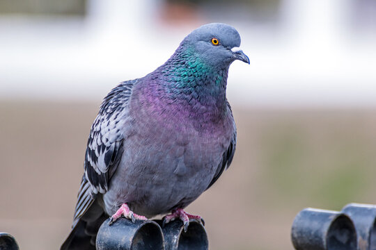 A single pigeon on a fence in the park in close-up