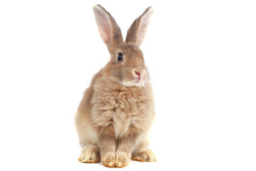 Adorable fluffy brown rabbit isolated on white background, portrait of cute happy bunny pet animal.