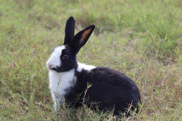 Happy cute white and black fluffy bunny with long ears on green grass nature background, rabbit in wild meadow, adorable pet animal in spring backyard.